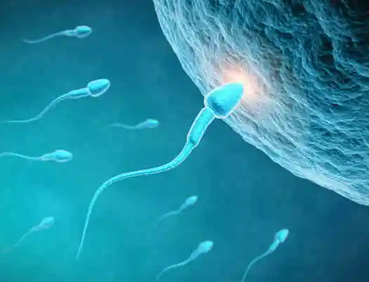 myzx640013808878178002 (1).png
